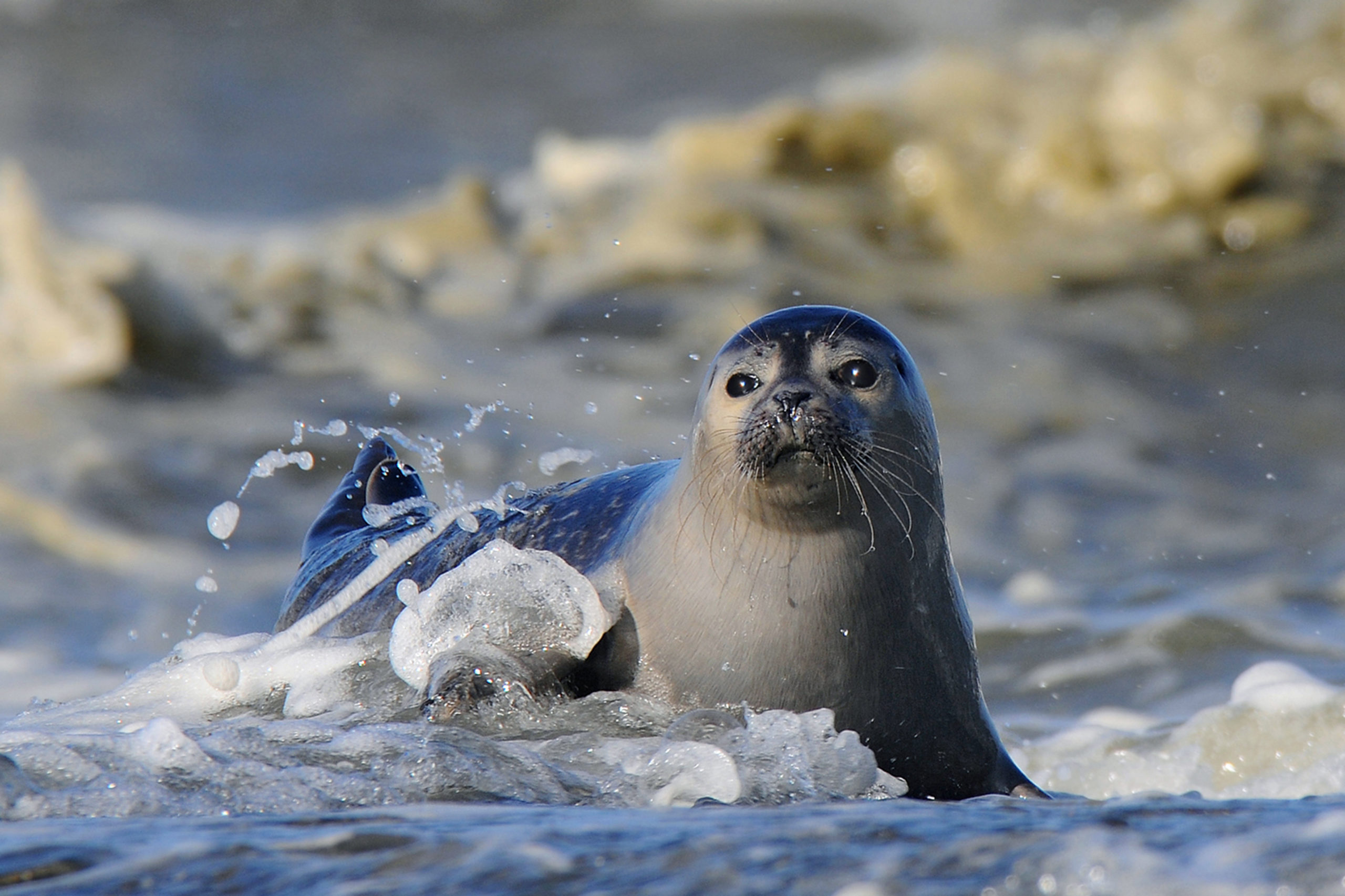 zeehond