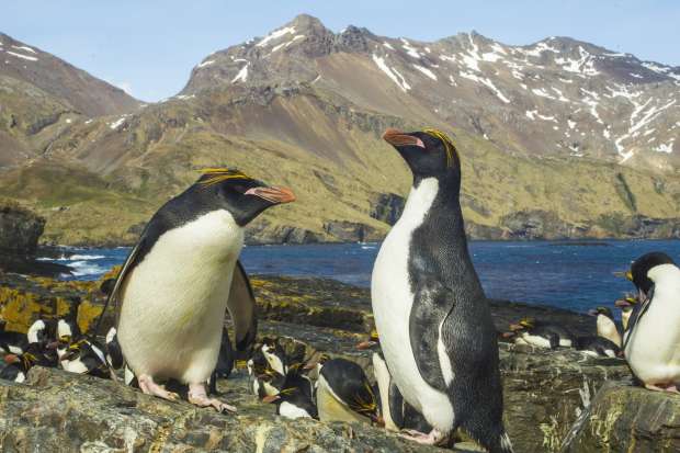 Leukste weetjes over pinguïns