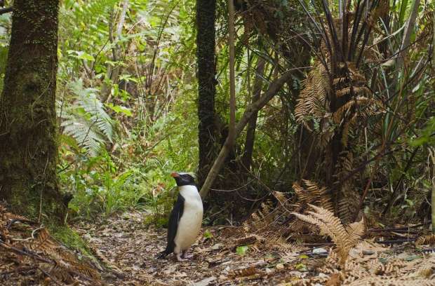 Leukste weetjes over pinguïns