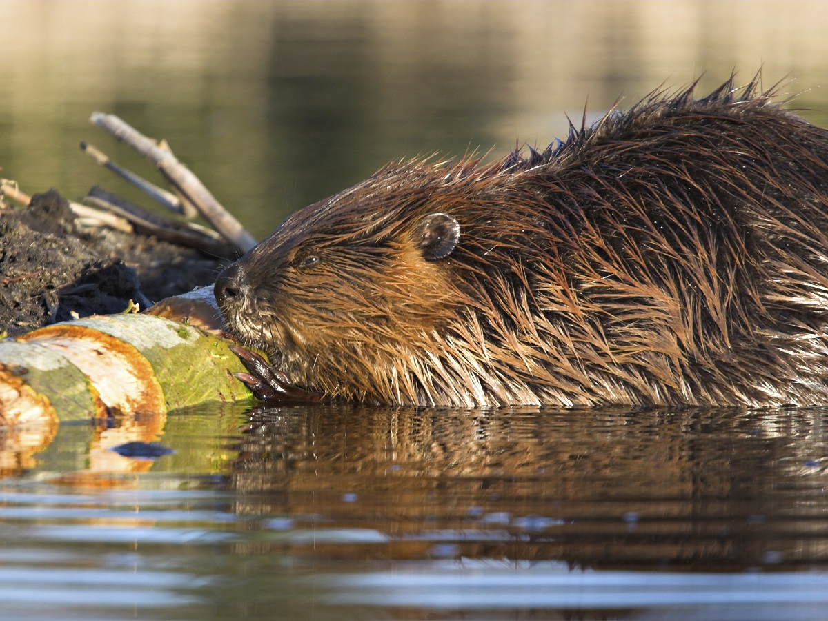 Bever weetjes