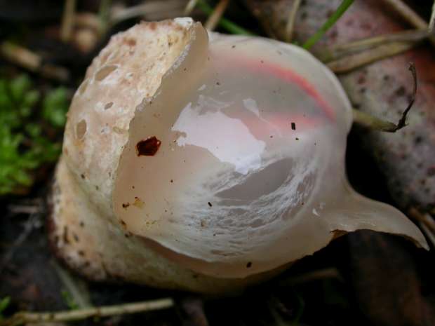 Aparte paddenstoelen