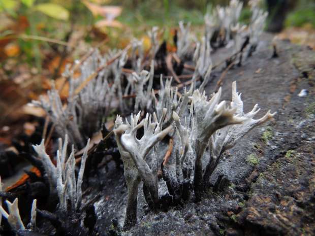 Aparte paddenstoelen