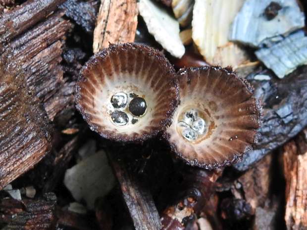 Aparte paddenstoelen