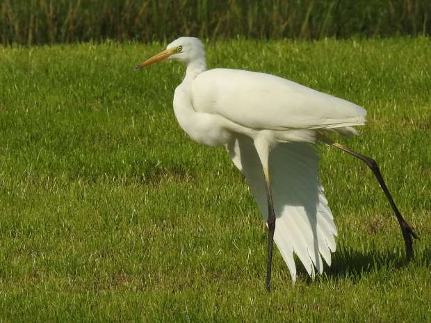 Spierwitte grote zilverreiger