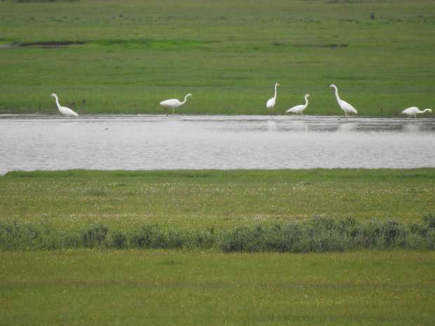 Spierwitte grote zilverreigers