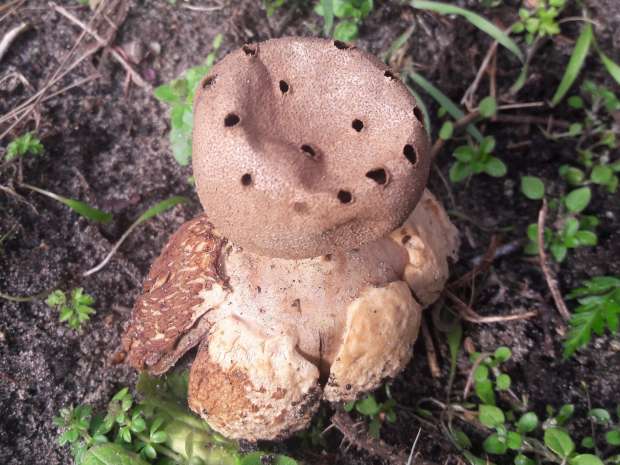 Aparte paddenstoelen