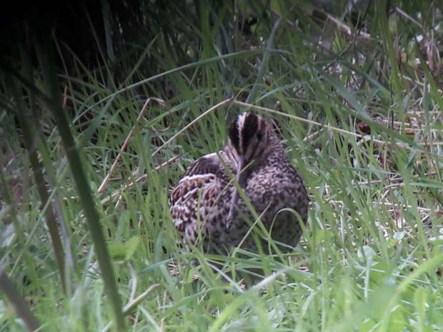 Heerlijke Roots vogelweekends op Texel en Vlieland