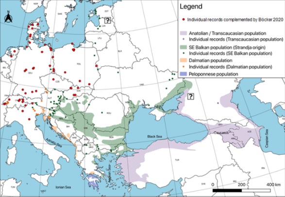 goudjakhals in Europa