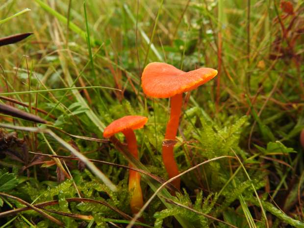 Heerlijks Roots vogelweekends naar Texel en Vlieland