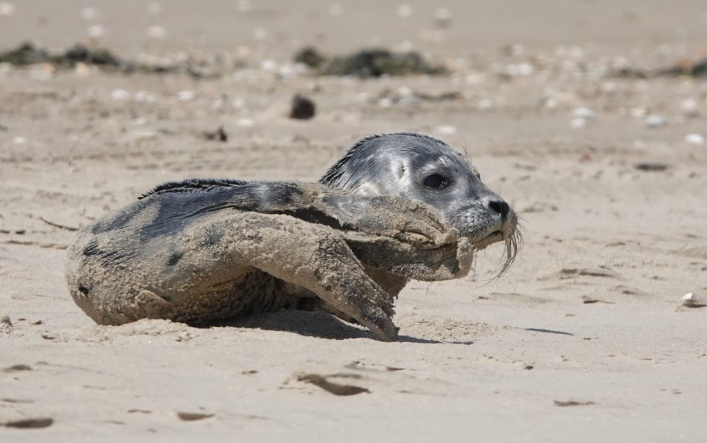 Zeehonden pup