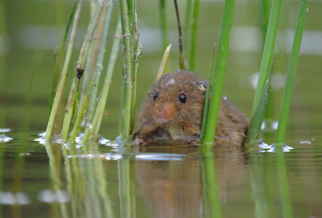 waterspitsmuis