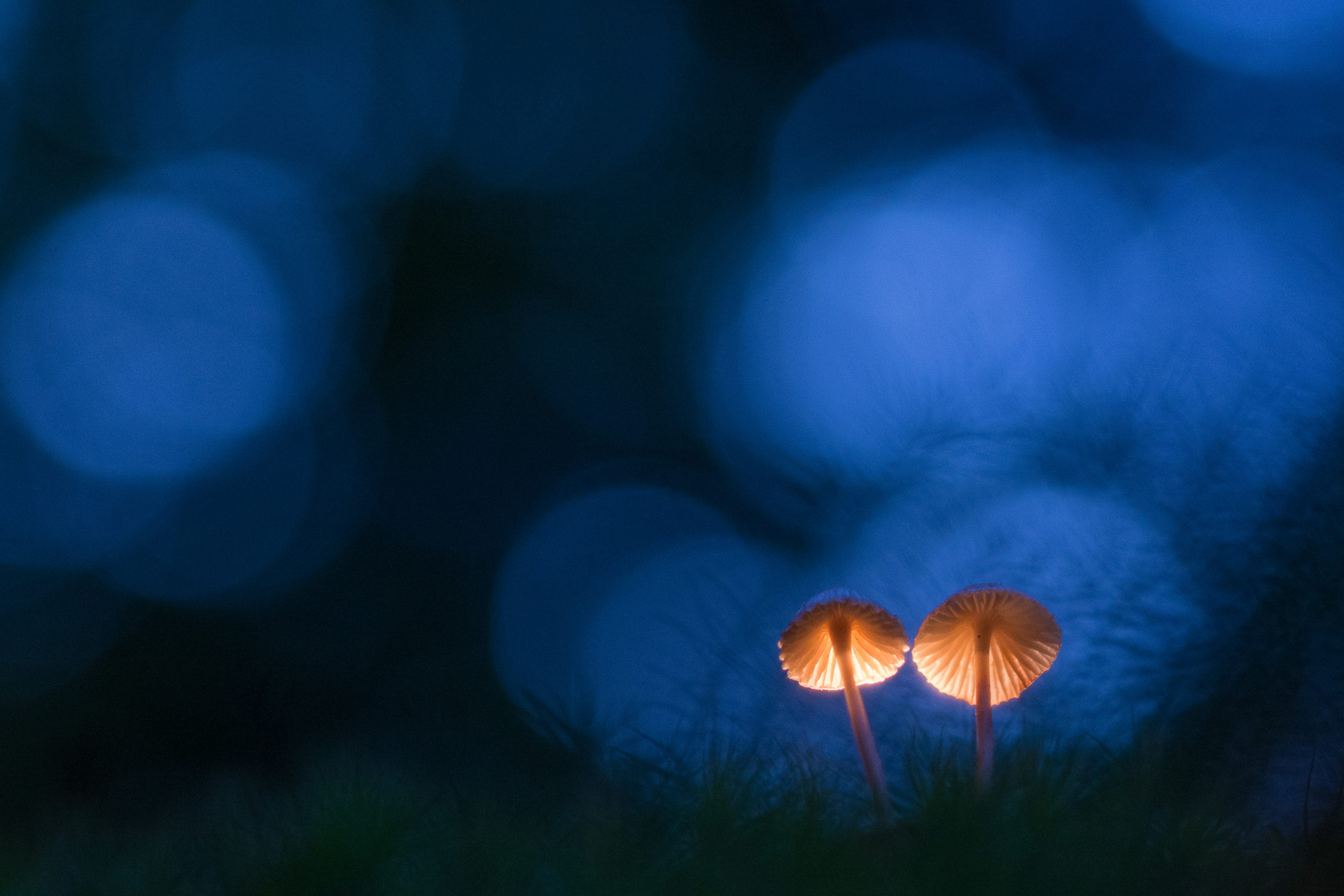 paddenstoelen fotograferen door edwin giesbers