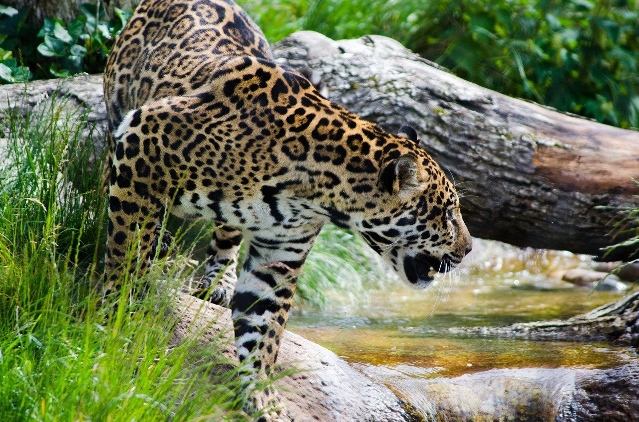 jaguar