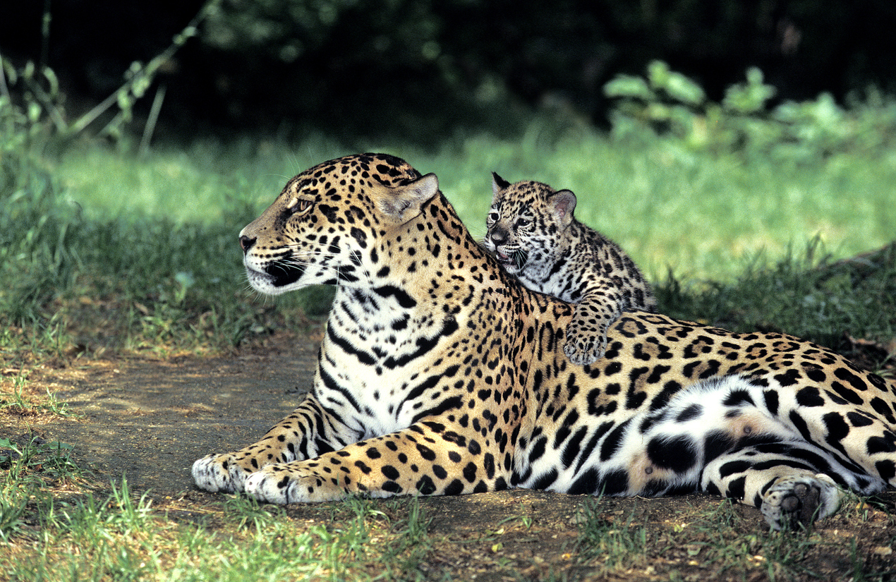 dag van de jaguar
