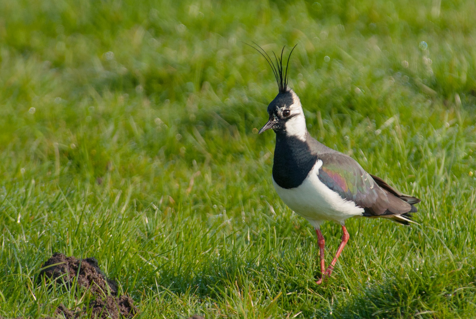 boerenlandvogelbalans