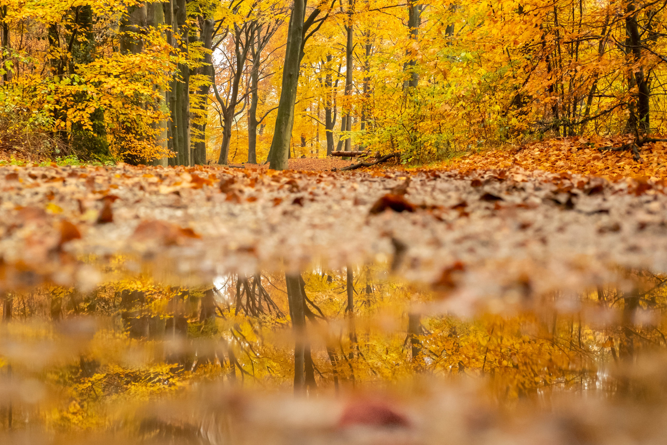 Roots Natuurfotowedstrijd 2019