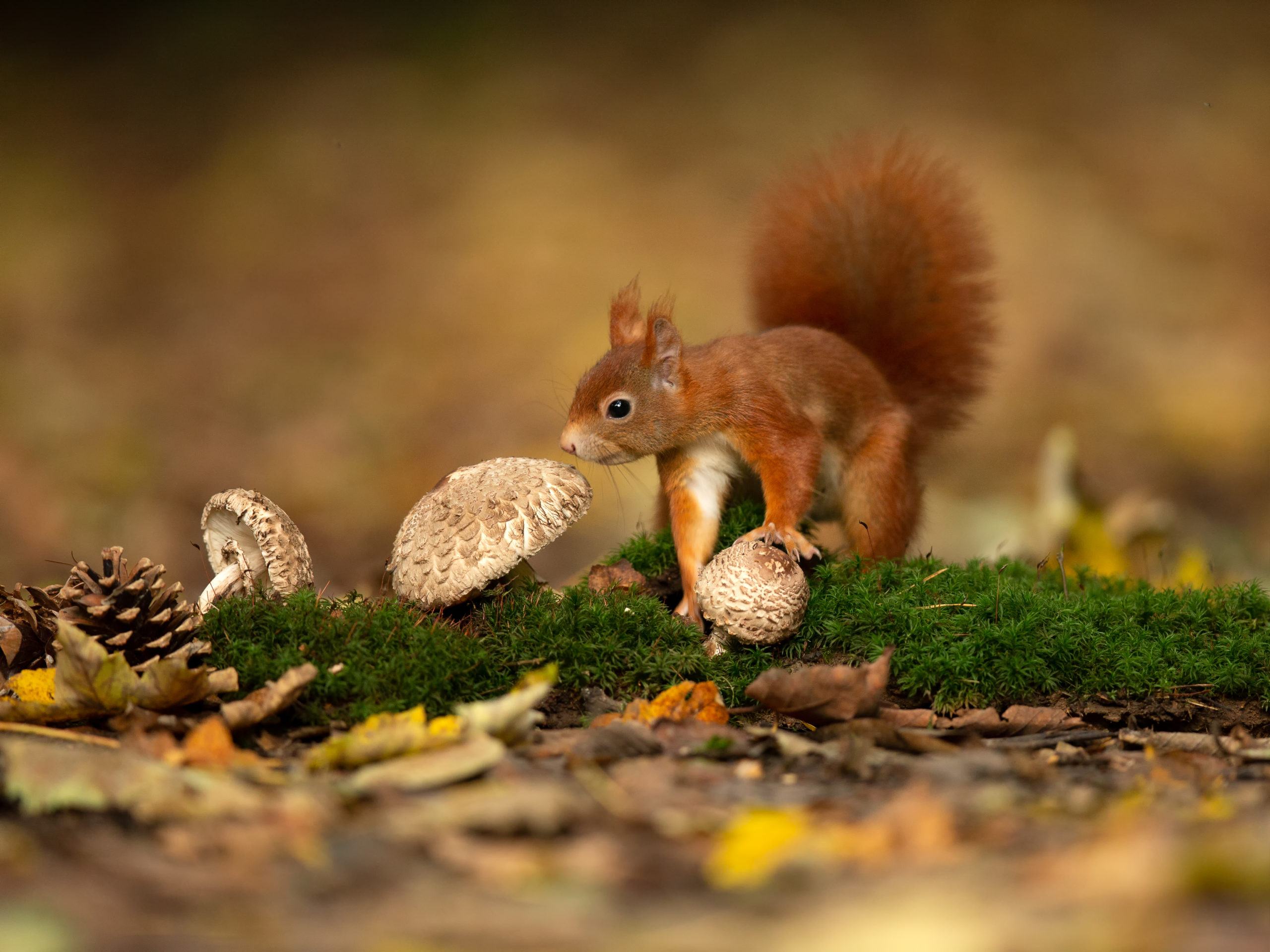 Roots Natuurfotowedstrijd 2019