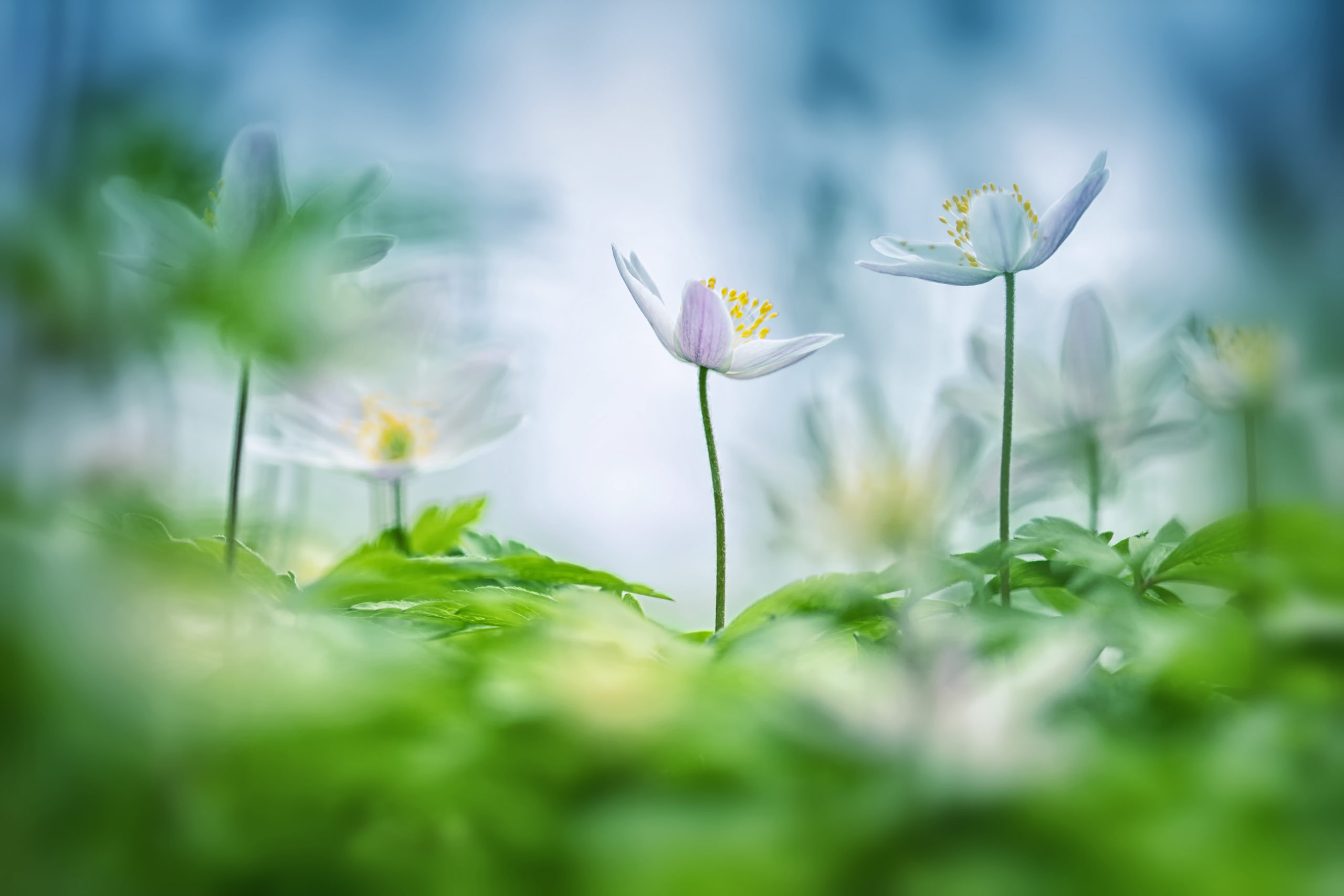 Roots Natuurfotowedstrijd 2019