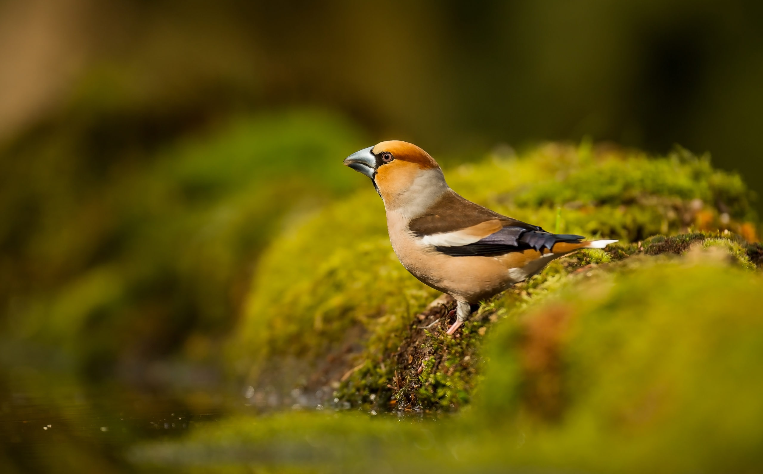 appelvink