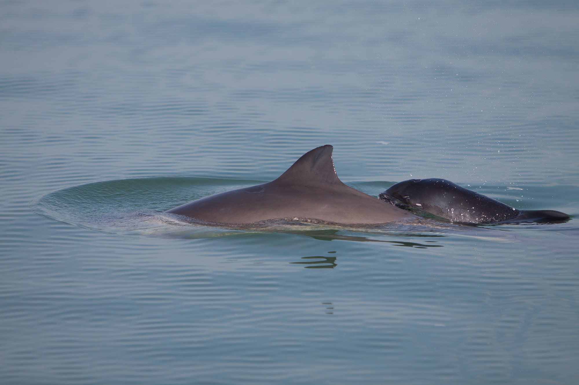 Mini-walvis voor de kust