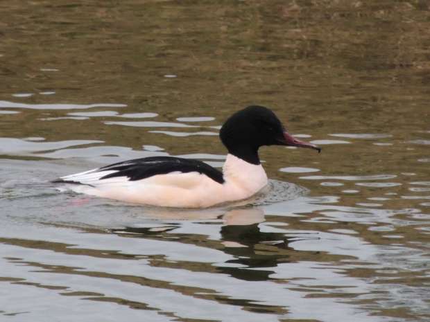 Op zoek naar wilde zwanen