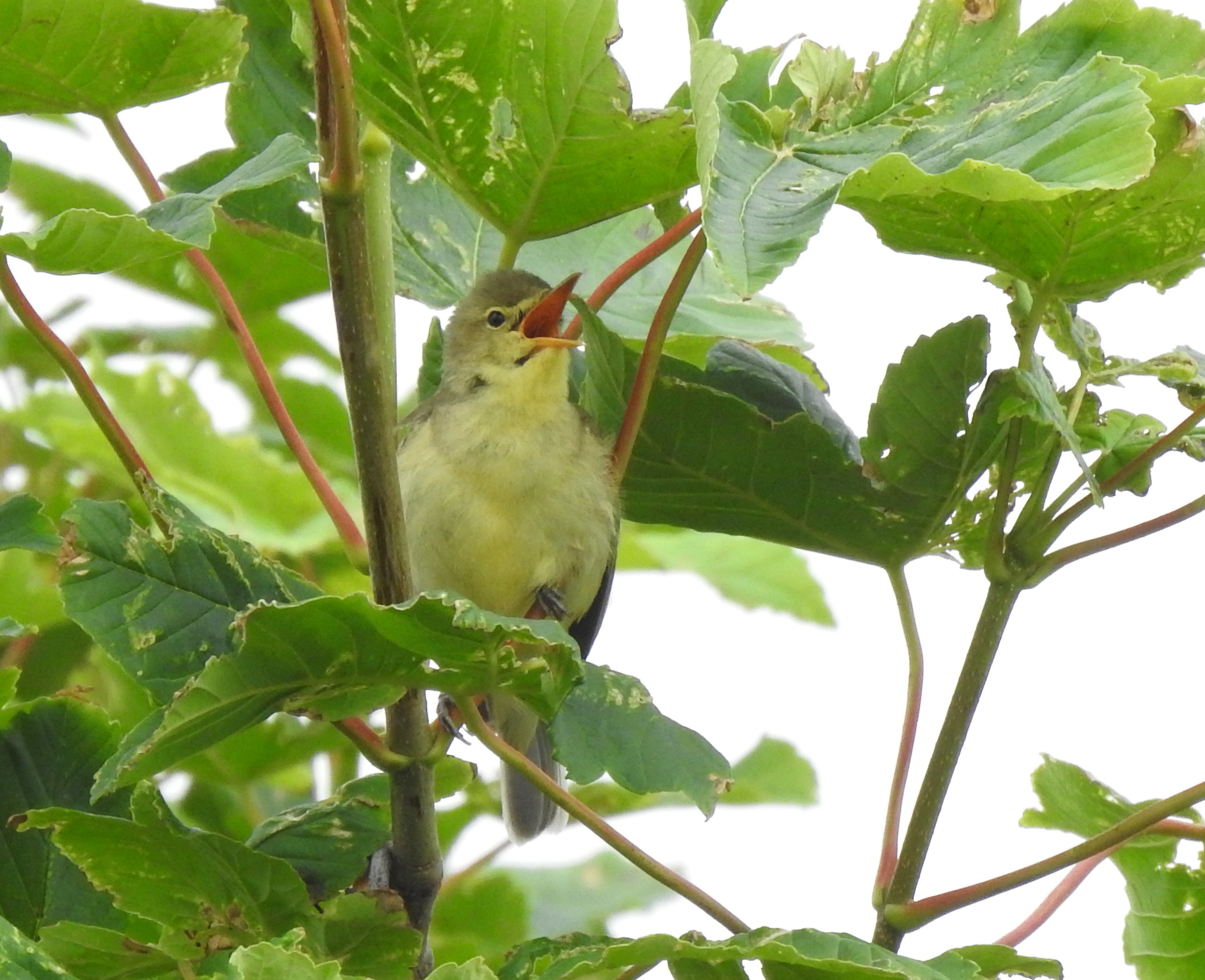 Spotvogel