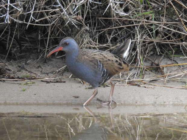 Ranke waterral