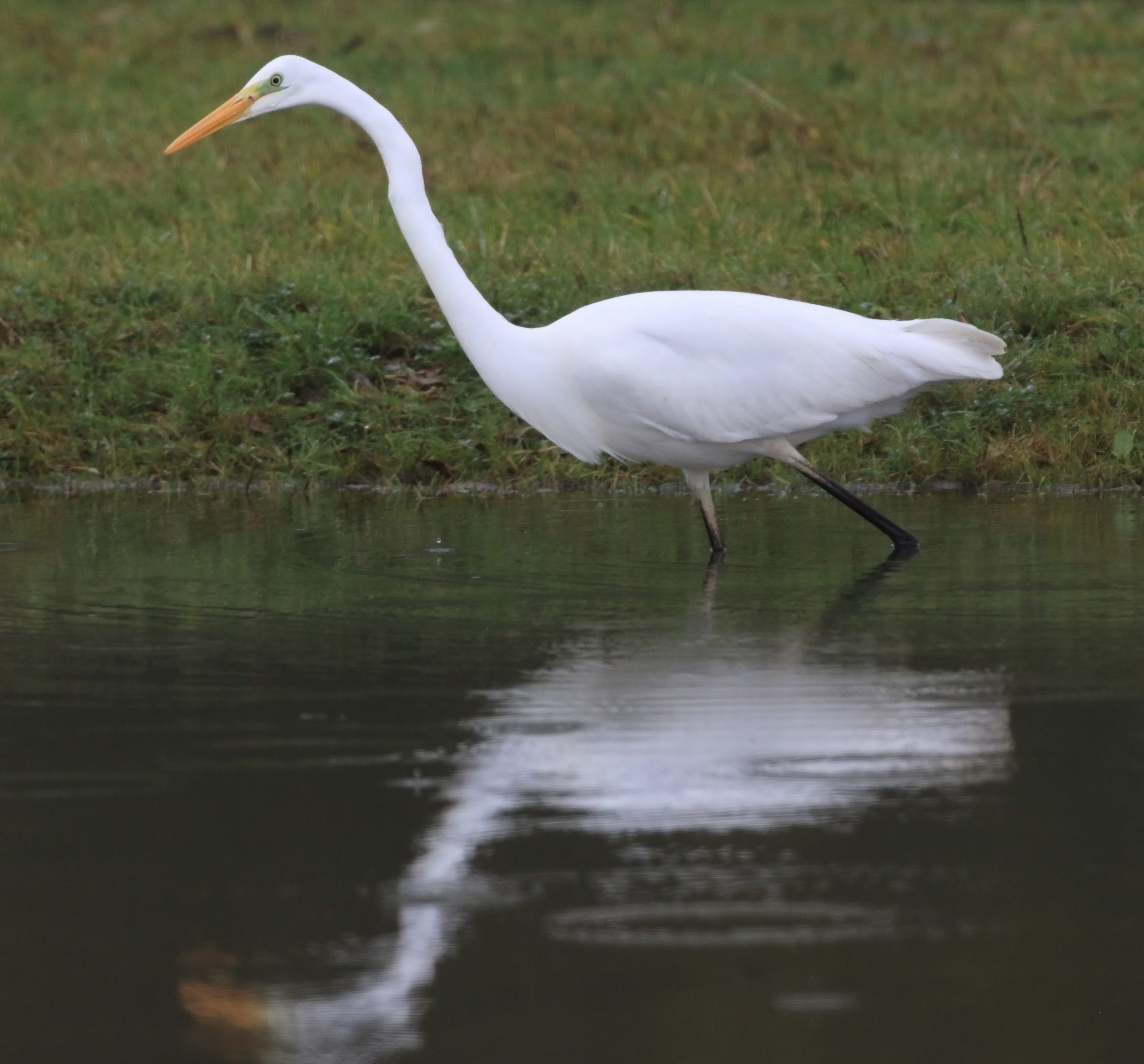 Grote zilverreiger | Foto: Jacques van der Neut