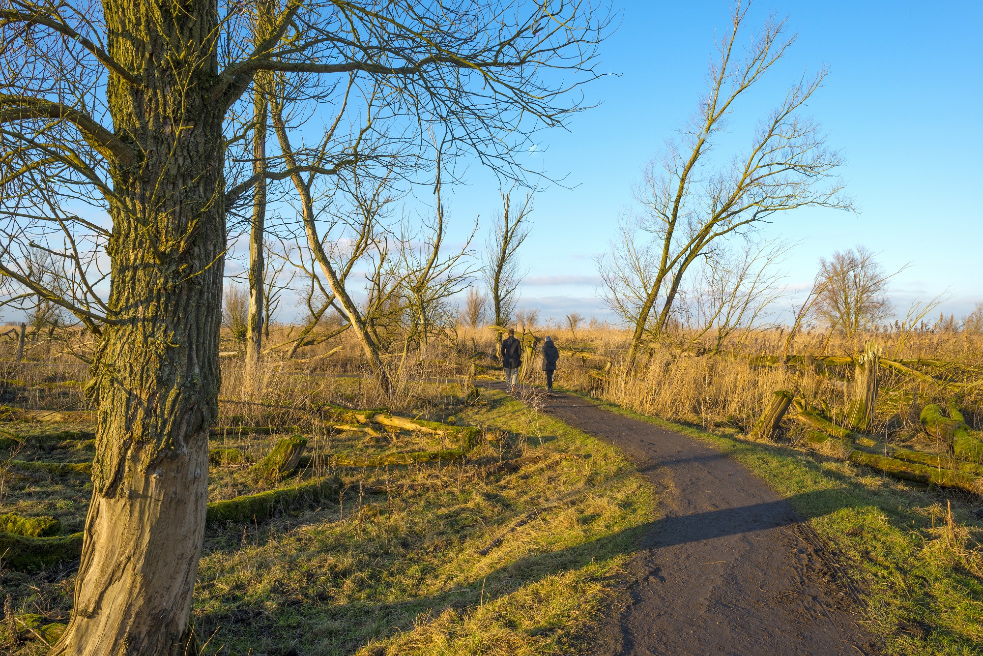 Wandelaars Oostvaardersplassen