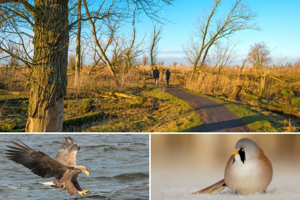 Wandelaars en vogels in de Oostvaardersplassen