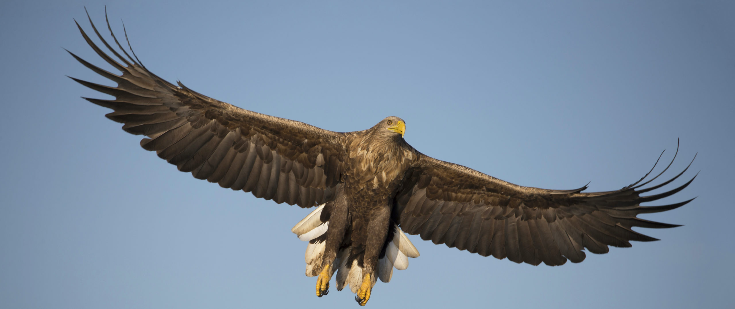 Zeearend | Foto: Steven Ruiter