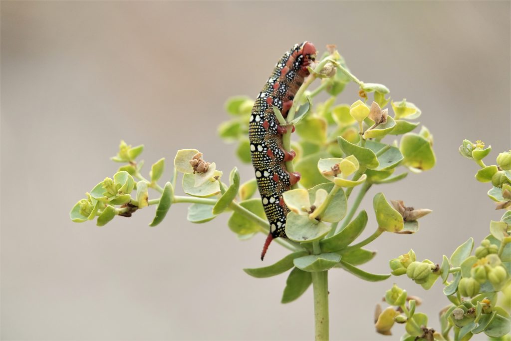 Bijzondere landgenootjes