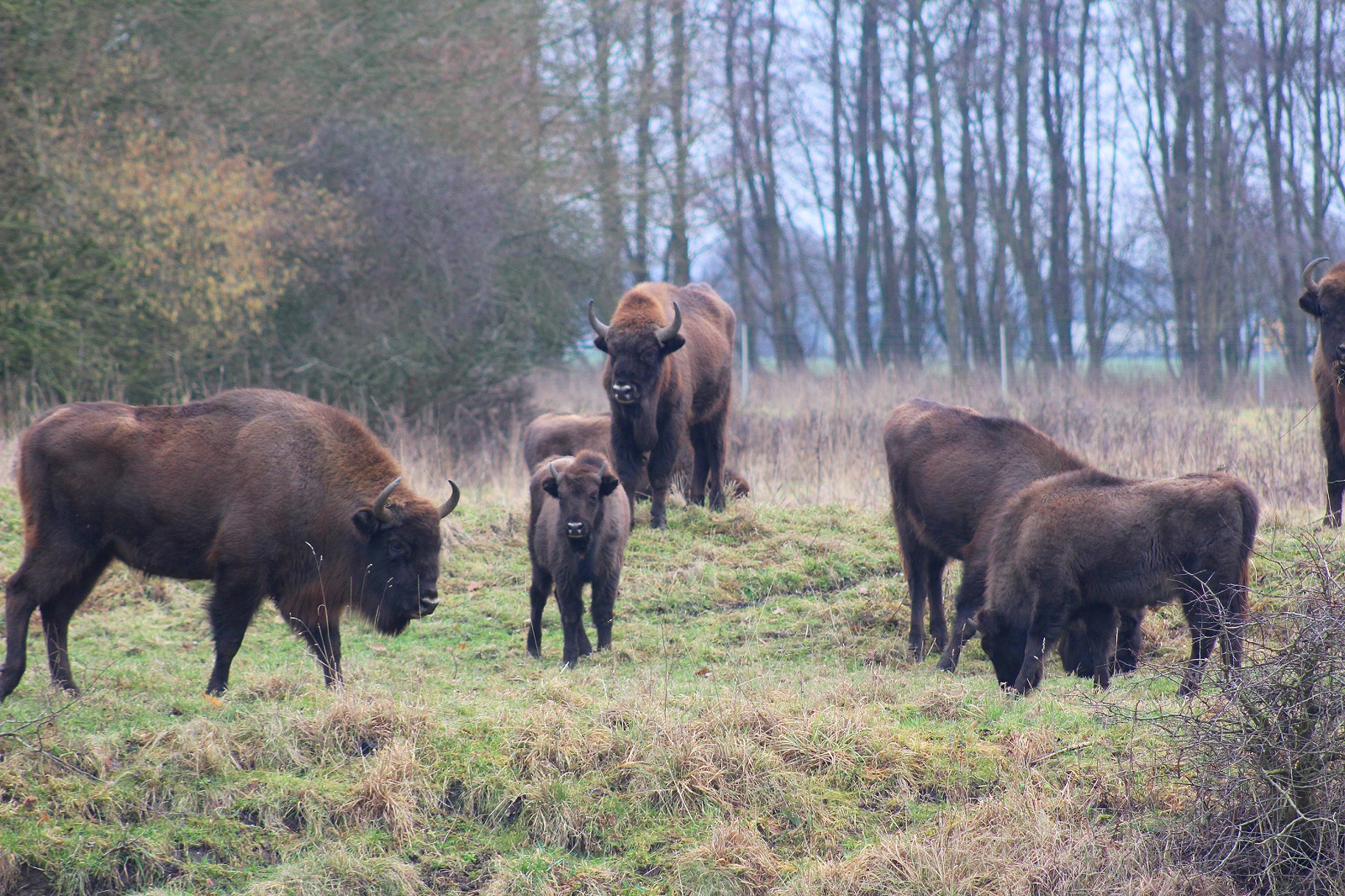 wisent