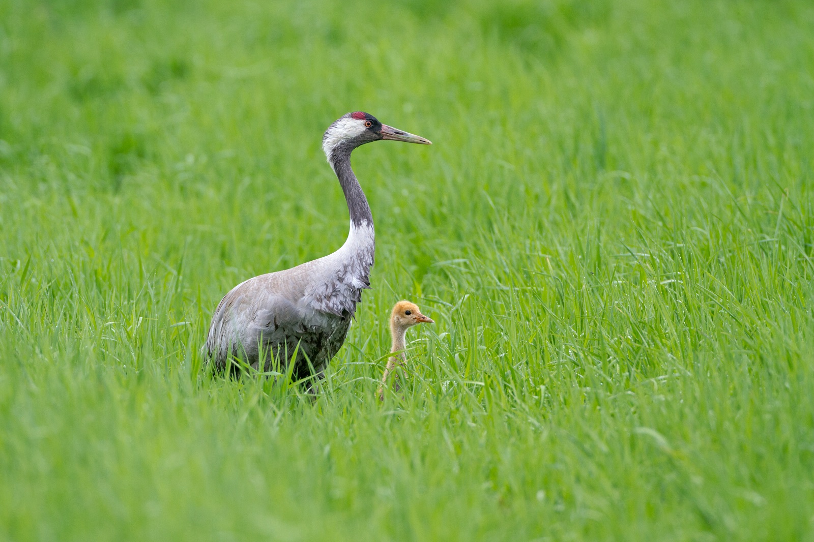 kraanvogel