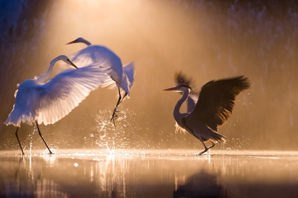 blauwe reiger