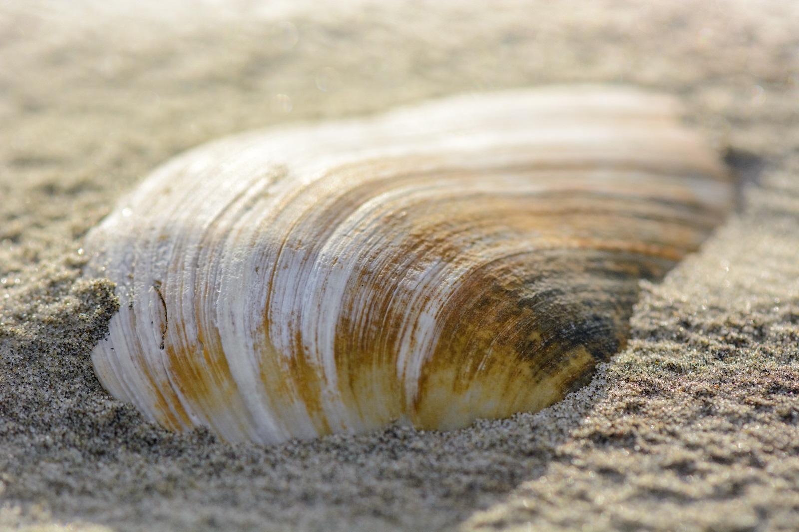 schiermonnikoog