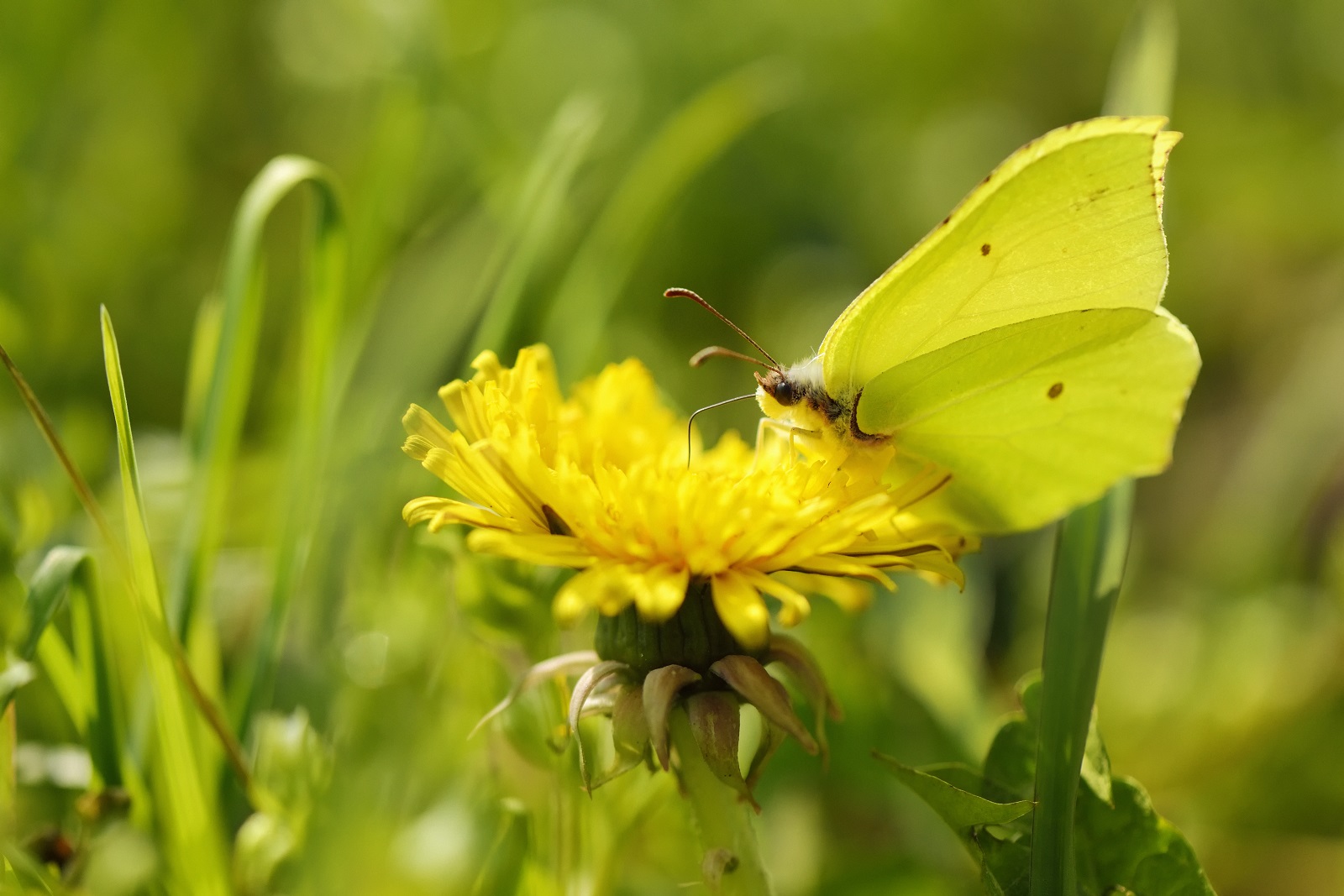 paardenbloem met vlinder