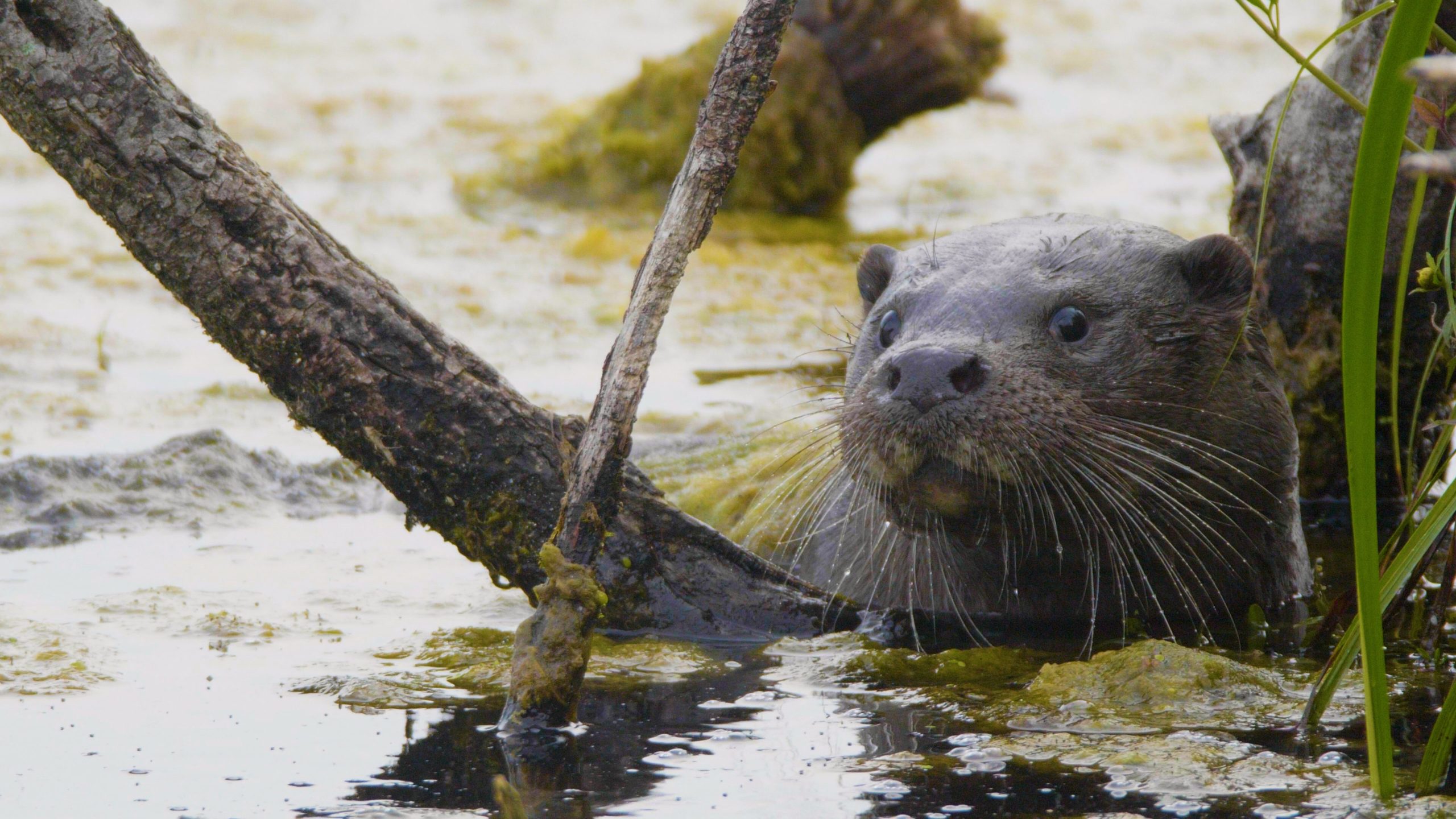 otter