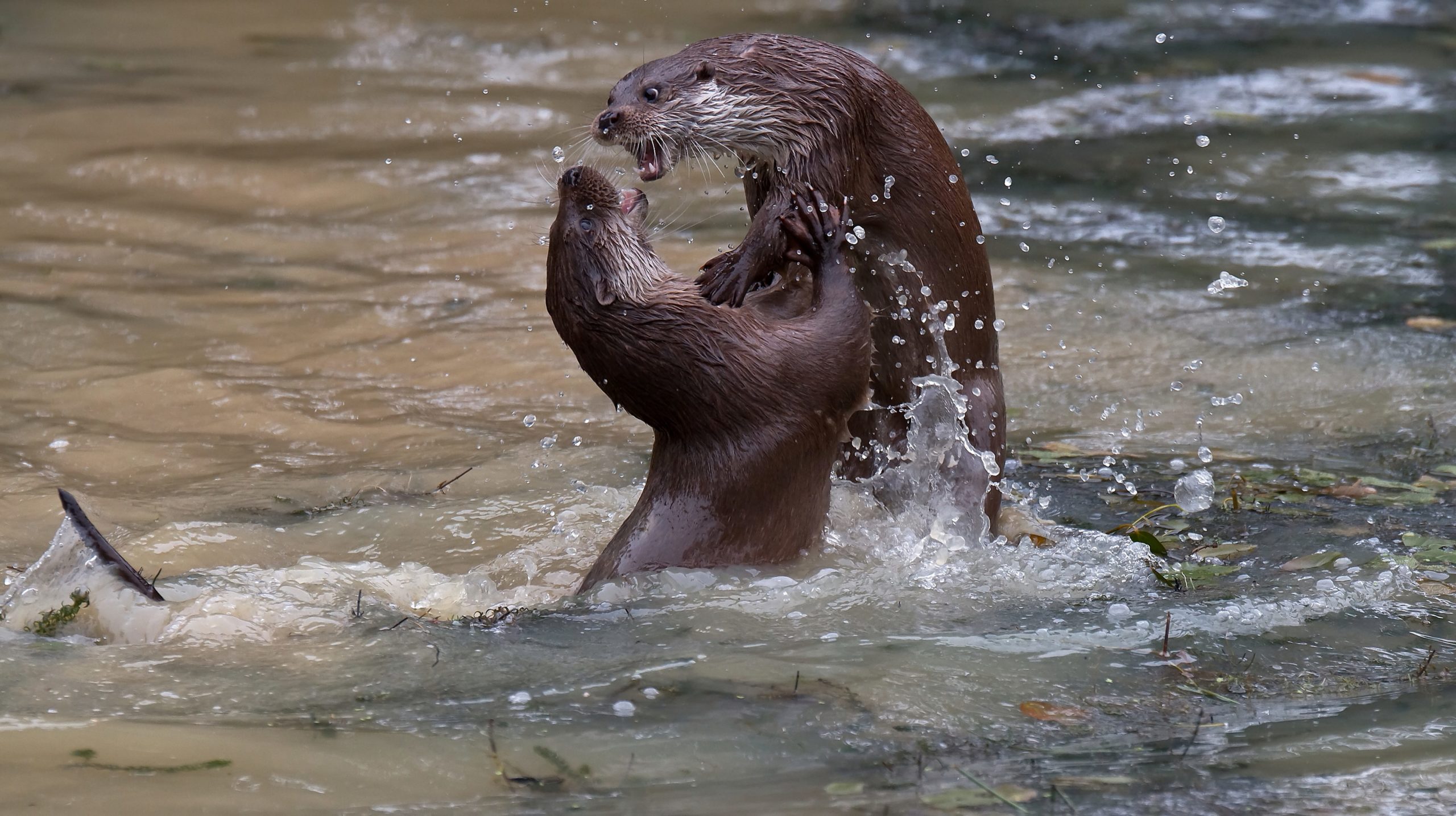 otter