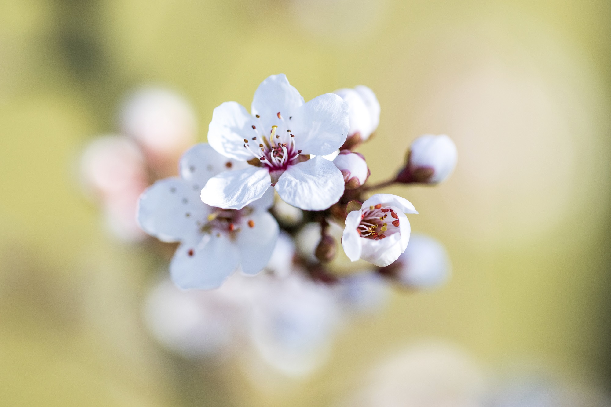 prunus in bloei bij oegstgeest