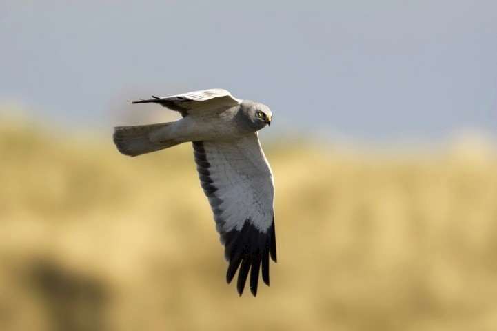 Vogelen voor akkervogels