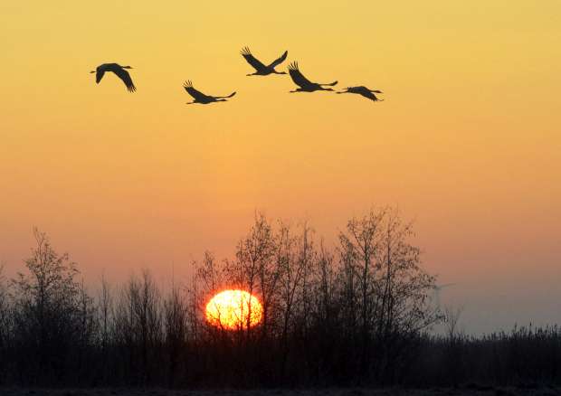 Grote groepen kraanvogels komen eraan. Hou de lucht in de gaten!
