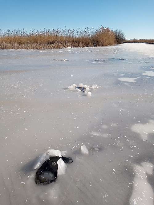 Hoe komen otters de strenge winter door?