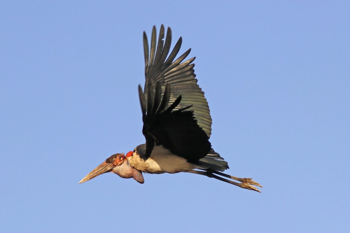 Top 10 vogels met de grootste spanwijdte - rootsmagazine.nl