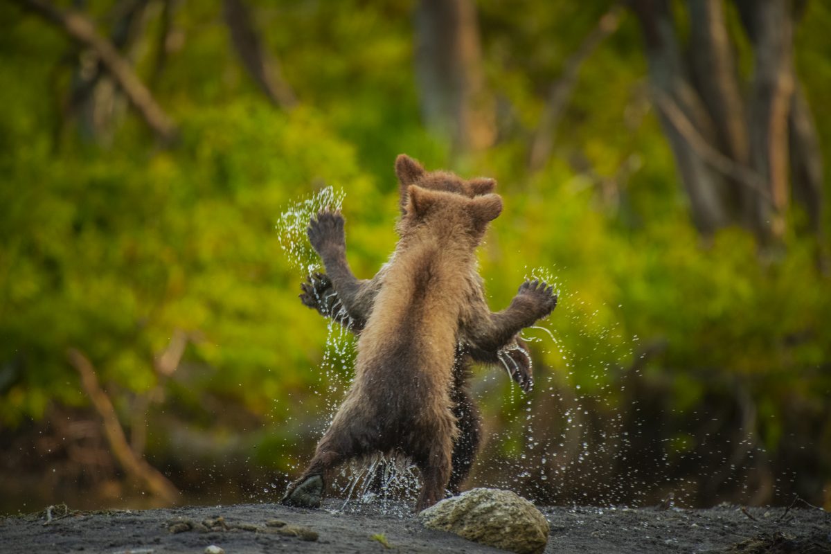 Comedy Wildlife Photo Awards