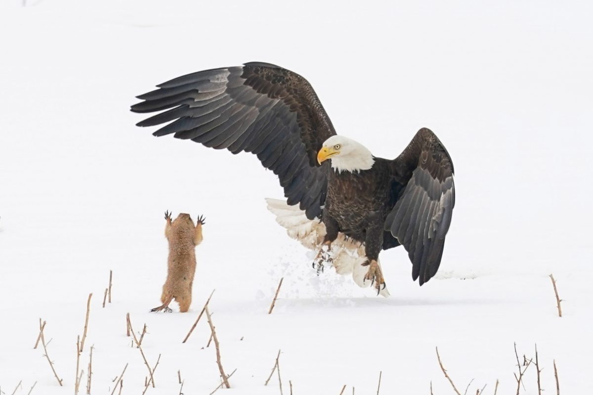 Comedy Wildlife Photo Awards