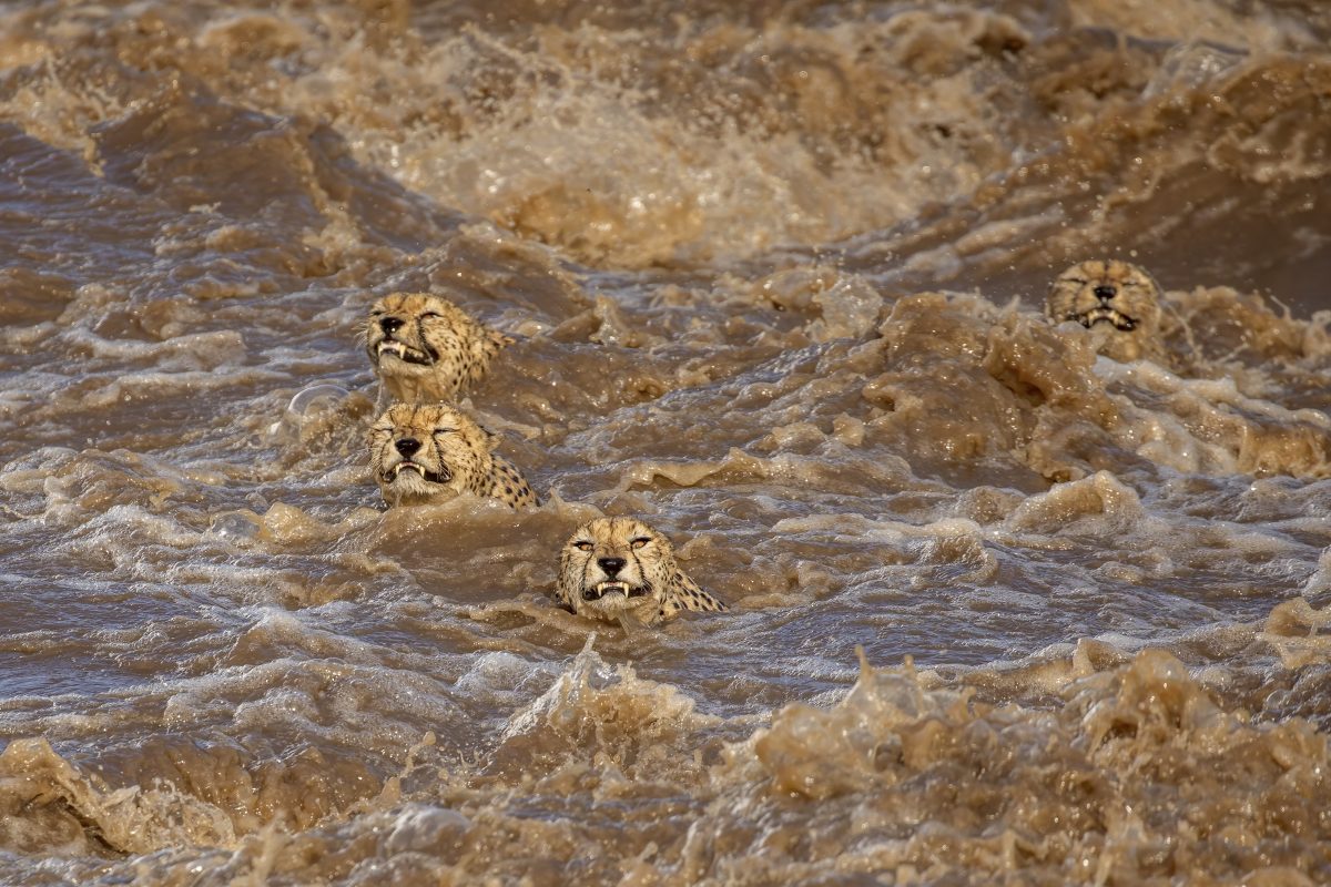 World Nature Photography Awards