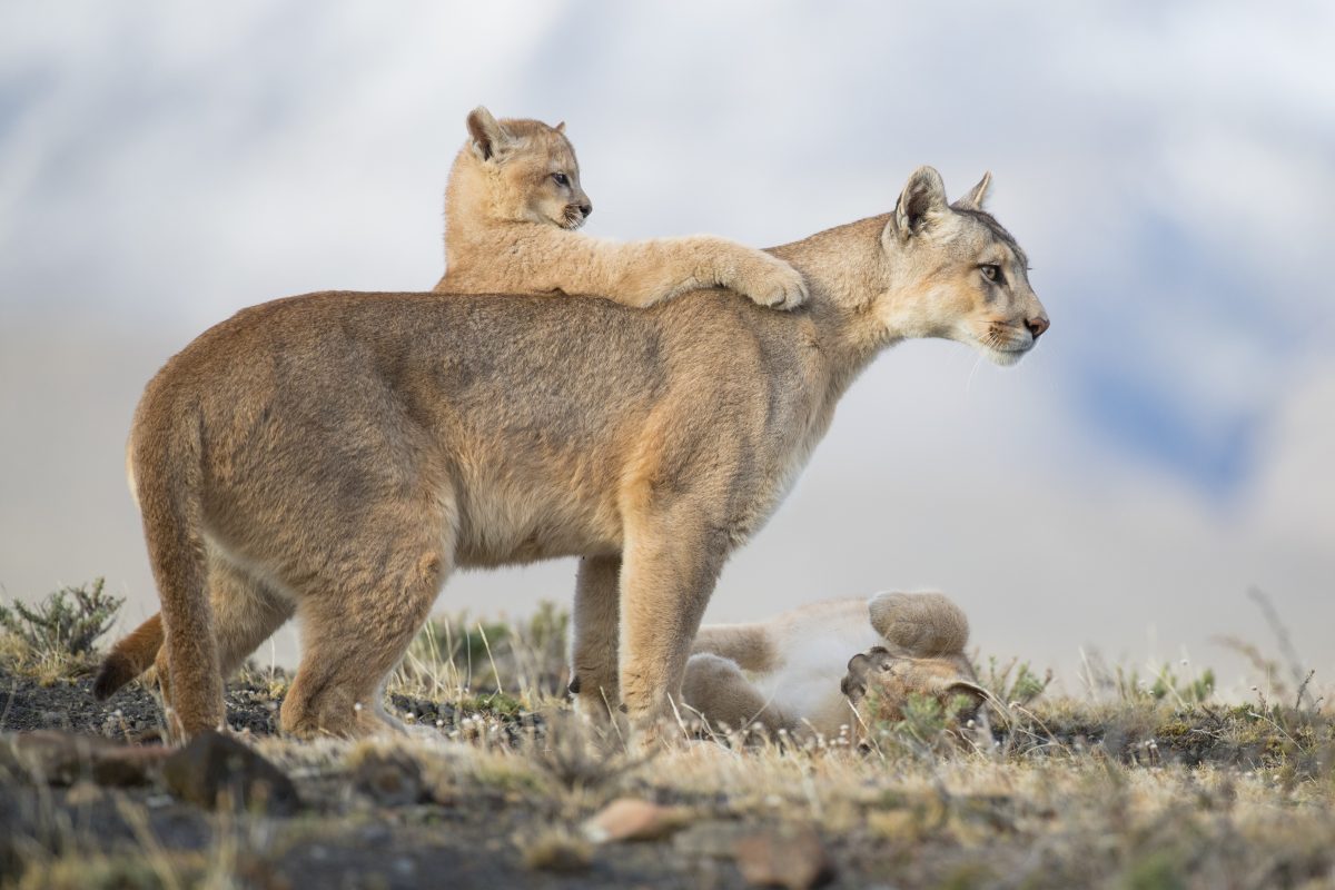 World Nature Photography Awards