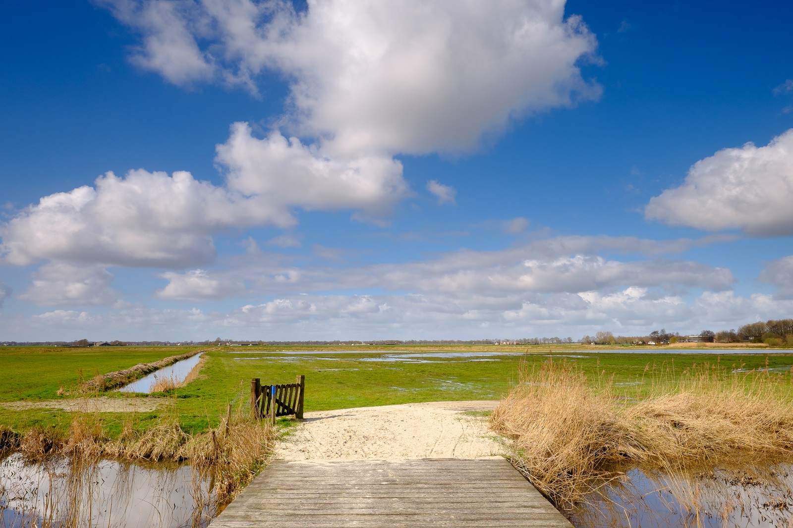 zilverreigers