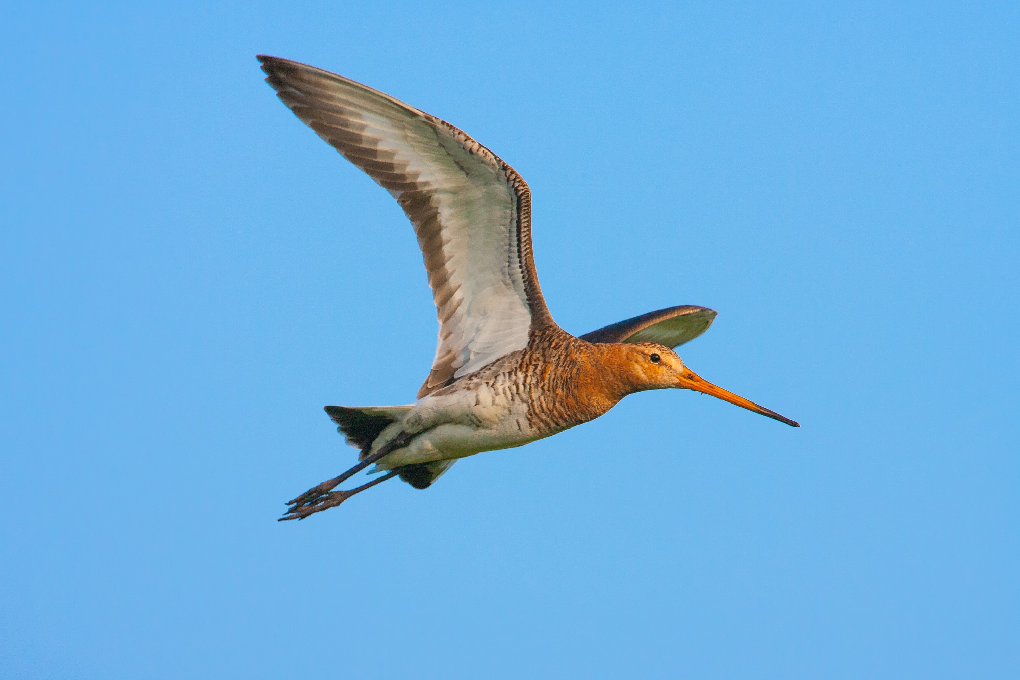 hoe hoog vliegen vogels